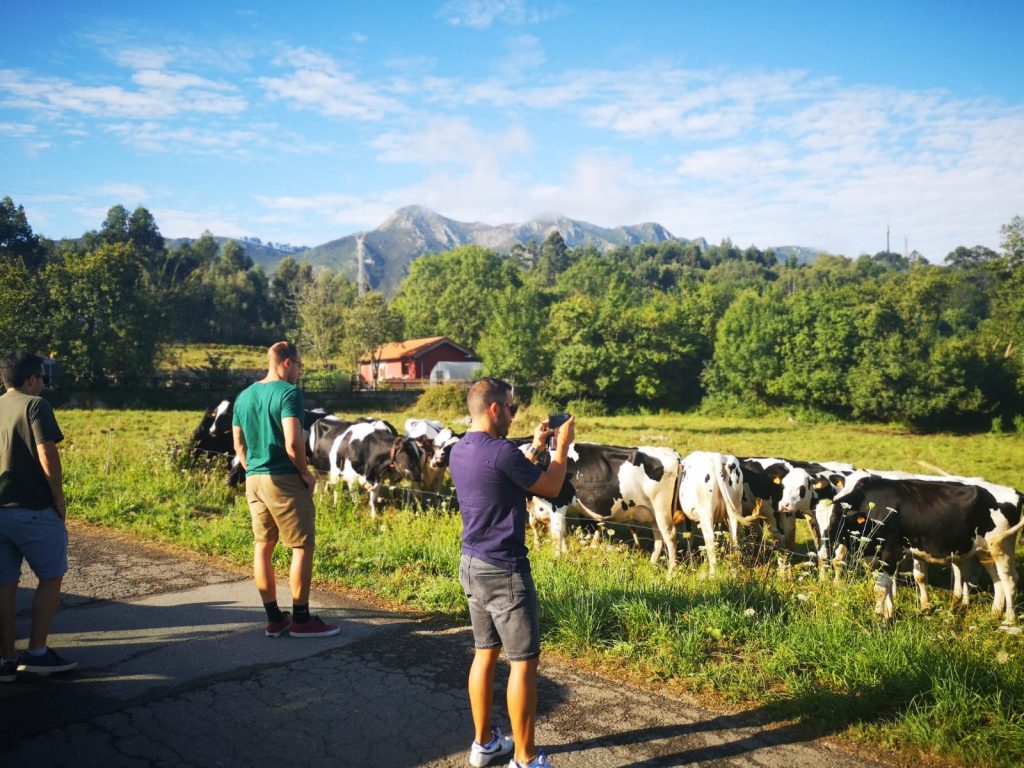 10 cosas que hacer en Asturias - Vacas