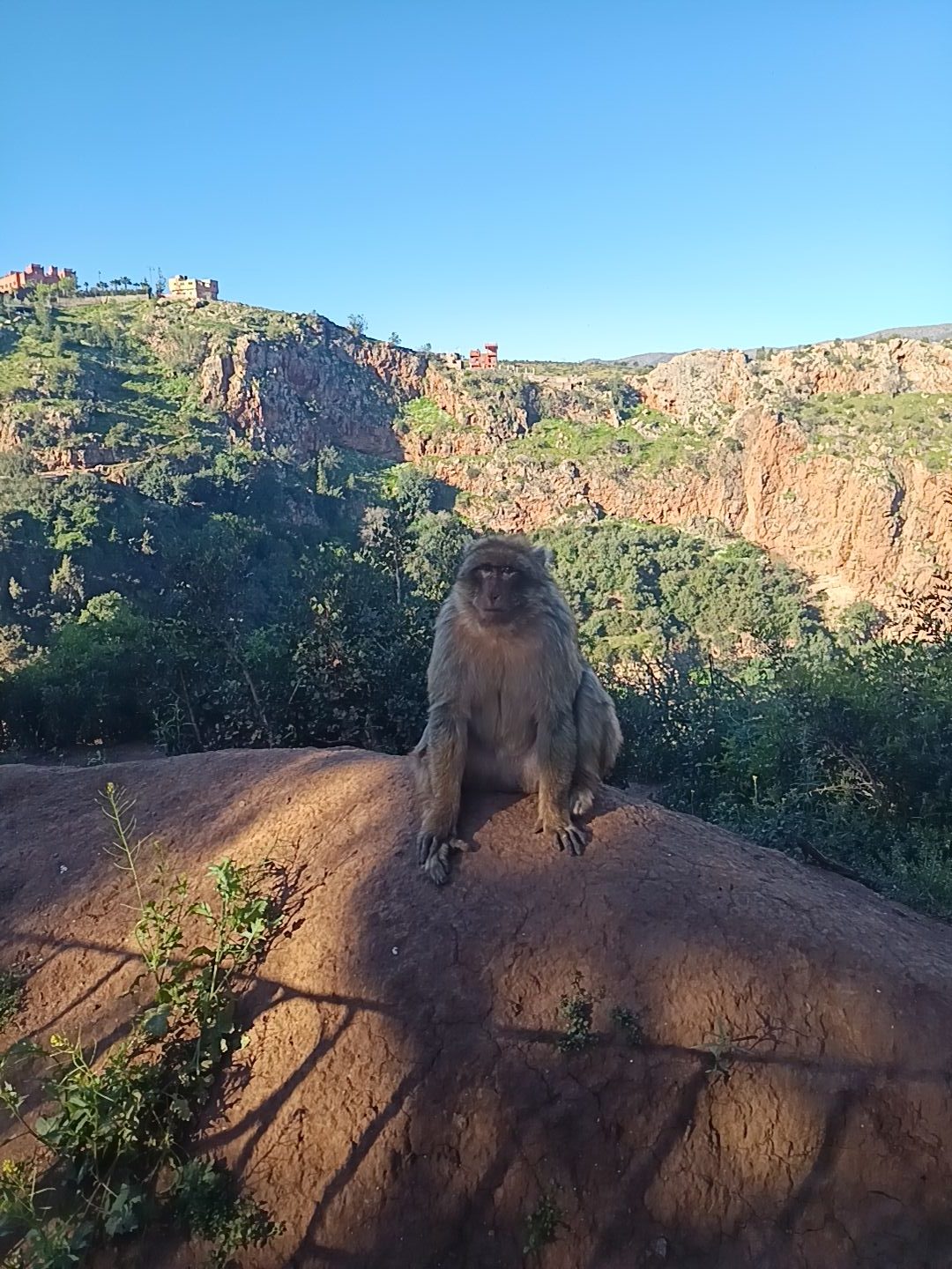 Cascadas de Ouzoud - Monos de berbería- Ruta circular por Marruecos en autocaravana