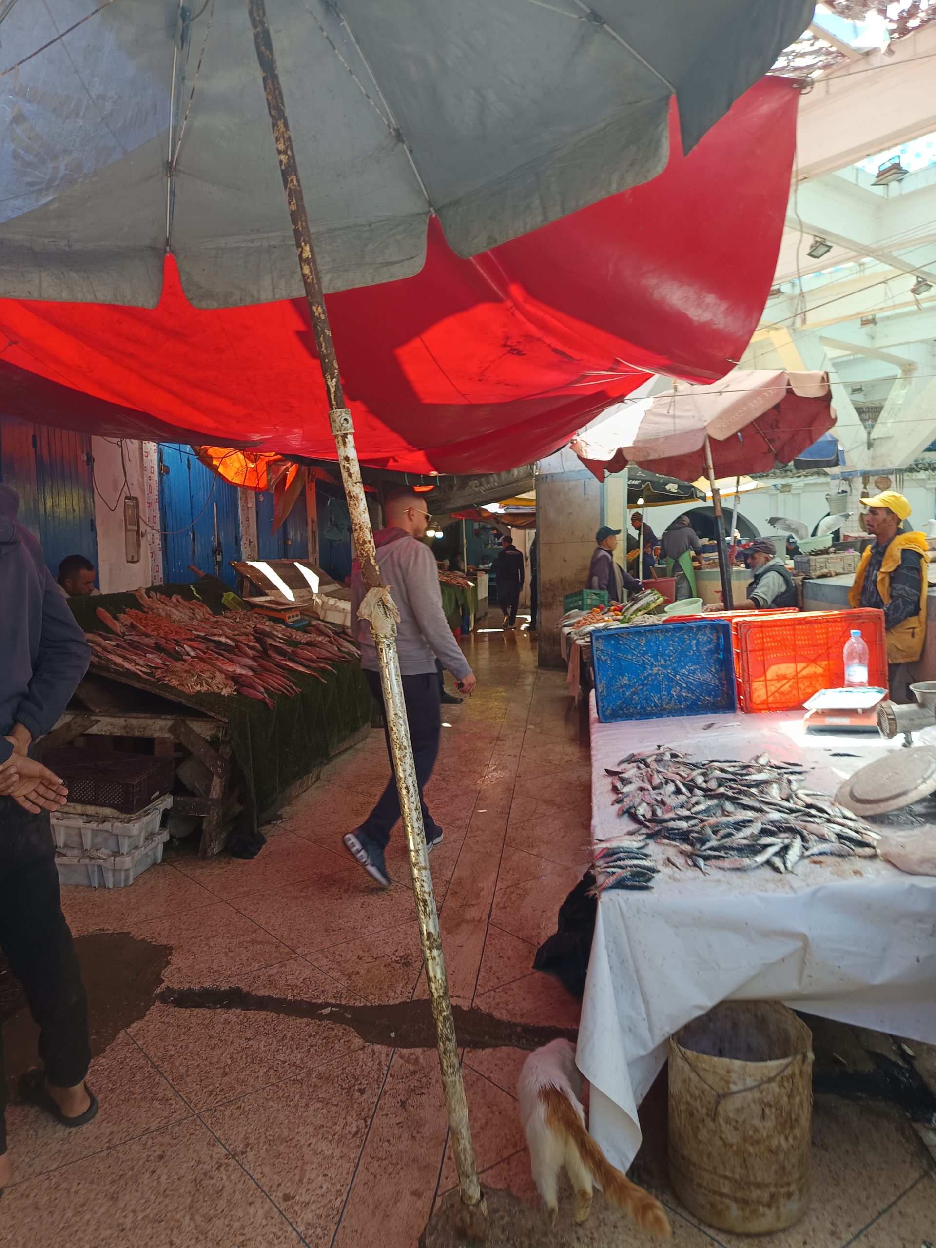 Mercado de pescados en la medina de Essaouira - Ruta circular por Marruecos en autocaravana